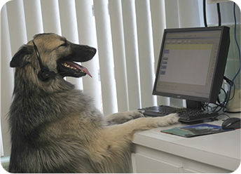 large dog working on computer: Appointment Request in Hollywood, FL
