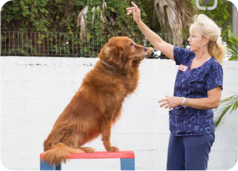 Dog Training in Hollywood, FL