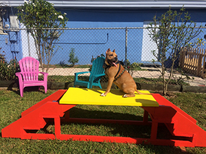 Pet Daycare in Hollywood, FL: Dog Climbs on Playground Equipment