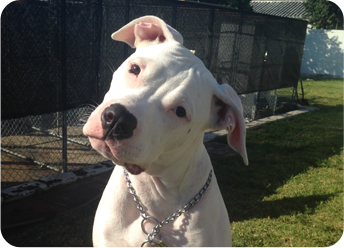 Dog Daycare in Hollywood, FL: Dog tilting its head