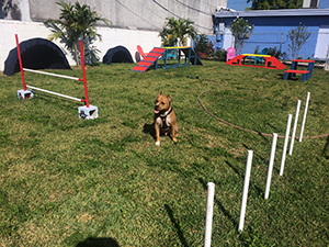 Pet Daycare in Hollywood, FL: Dog Navigates Obstacle Course