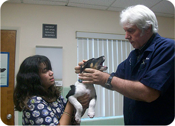 Spay and Neuter in Hollywood FL: Dog Recieves Pet Exam