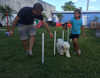 Dog Training in Hollywood, FL: Dog Learns to Walk on Leash
