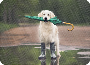 Dog holding an umbrella: hurricane pet safety in Hollywood, FL