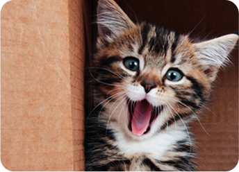 multi-colored kitten with mouth open: Veterinary Coupons in Hollywood, FL