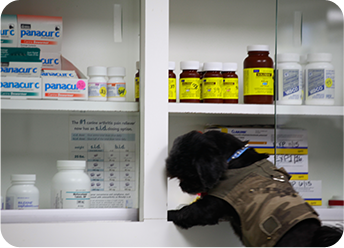 small dog getting into shelves with medicine: Prescription Request in Hollywood, FL