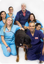 Veterinarian in Hollywood, FL