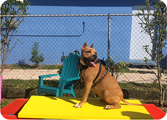Preventative Pet Care: in Hollywood FL: Dog Plays in Obstacle Course