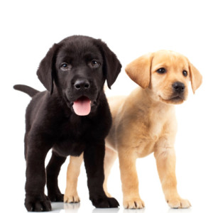 Doggie Daycare in Hollywood, FL