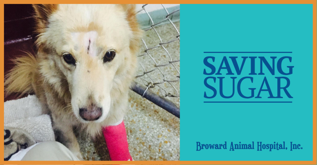 Sugar the Dog Who Survived a Plane Crash in Hollywood, FL