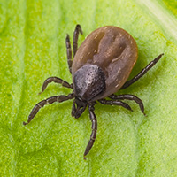 Tick Protection in Hollywood, FL: Tick Perched on a Leaf