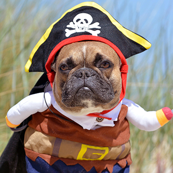 Halloween Pet Safety in Broward: A Dog Dressed Up as a Pirate for Halloween